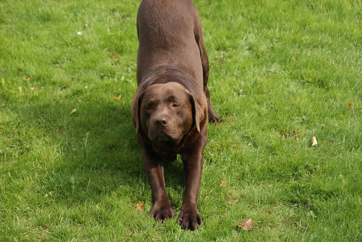Labrador retriever Balder | Verdens bedste! <3 - Tak fordi du så med! smid en bedømmelse og kommentár ? (-: billede 14