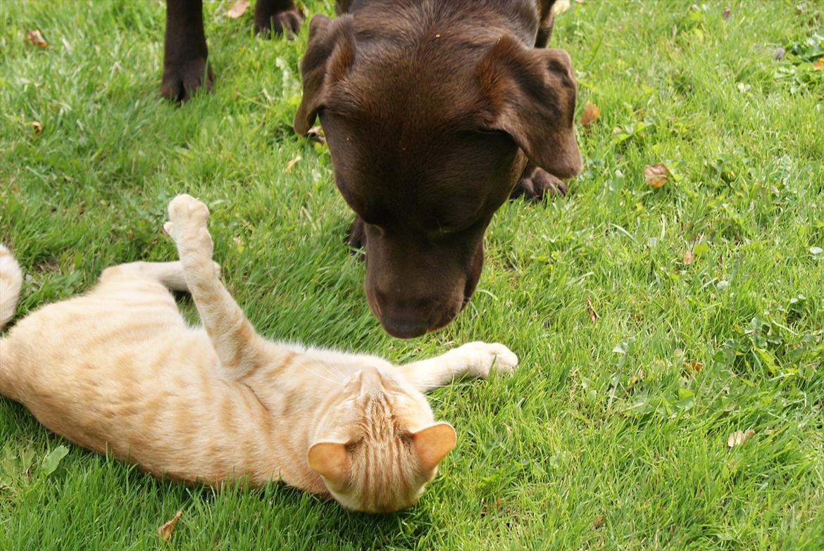 Labrador retriever Balder | Verdens bedste! <3 - Guffe krammer Balder :D billede 10