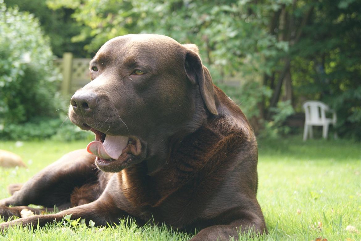 Labrador retriever Balder | Verdens bedste! <3 billede 11