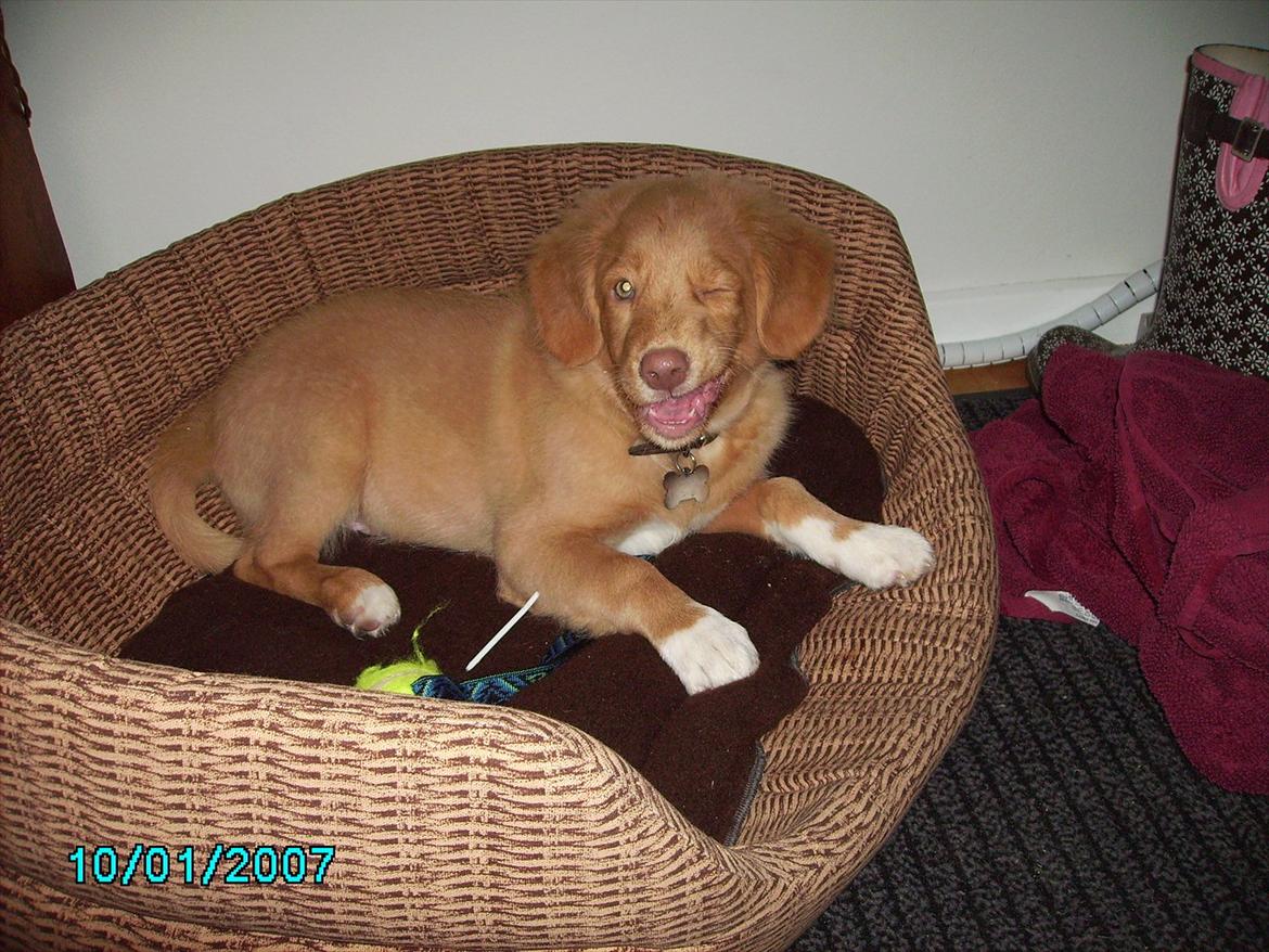 Nova scotia duck tolling retriever Simba - Hahah, du er så sød!<3 billede 4