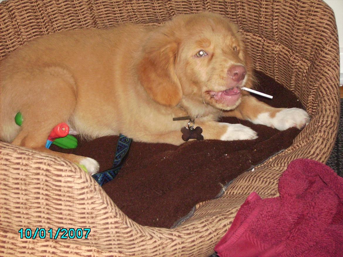 Nova scotia duck tolling retriever Simba - Slikkepin!:P billede 13