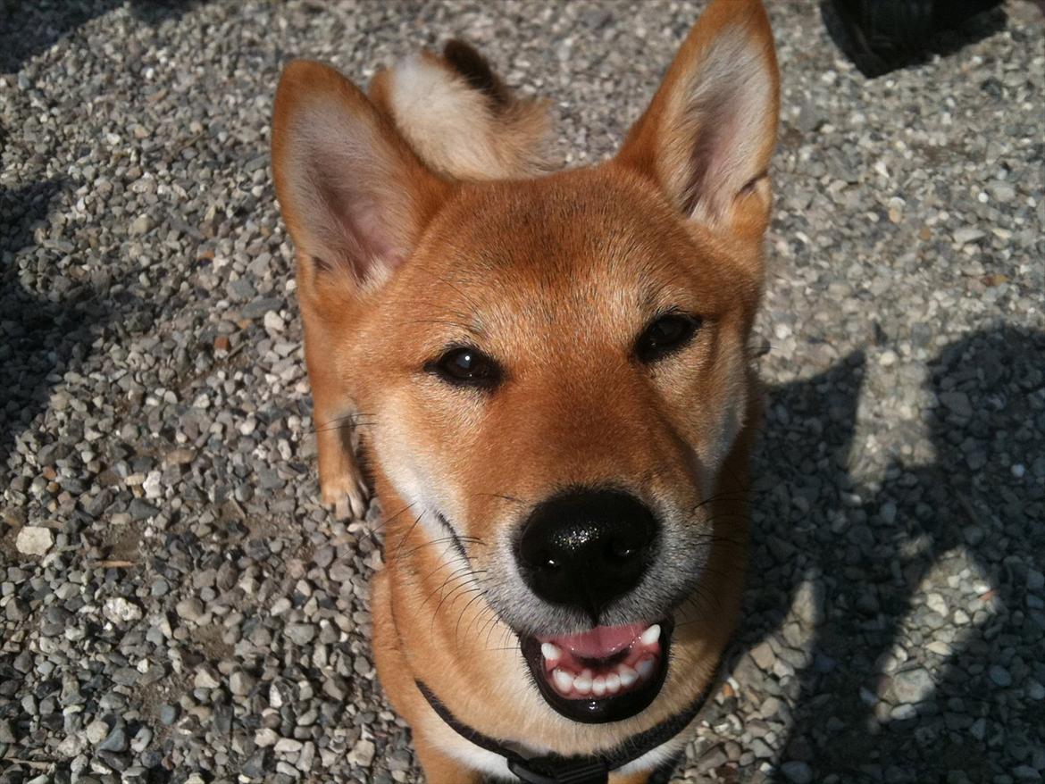 Shiba BamBam - han er så glad for at kommer i hundeskov at han ligefrem smiler;-) billede 8