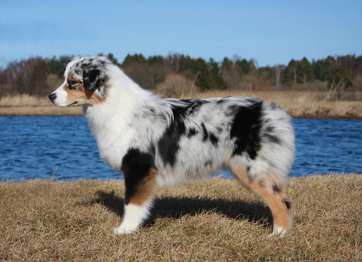 Australian shepherd Dazzle billede 4