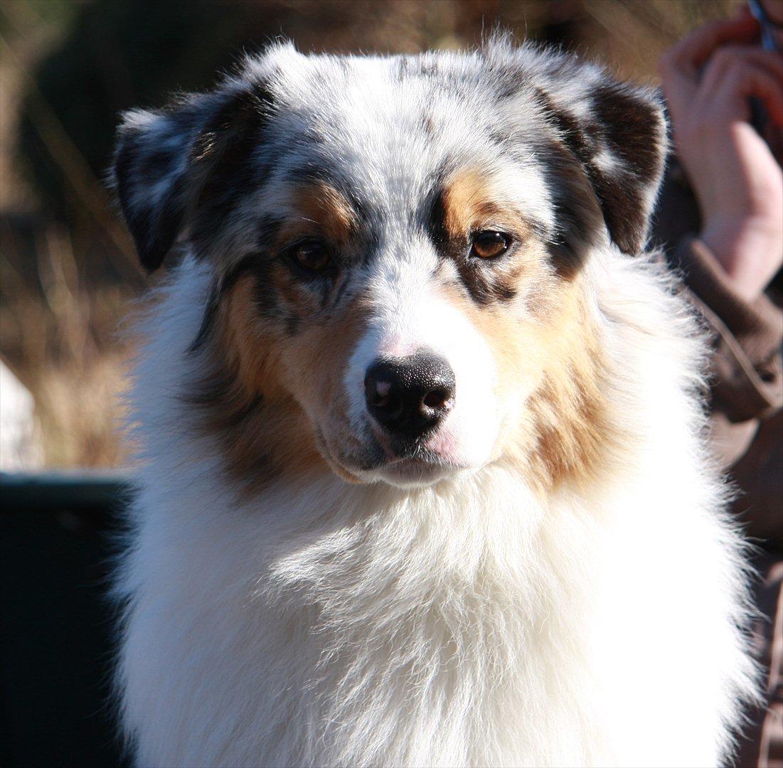 Australian shepherd Dazzle billede 2