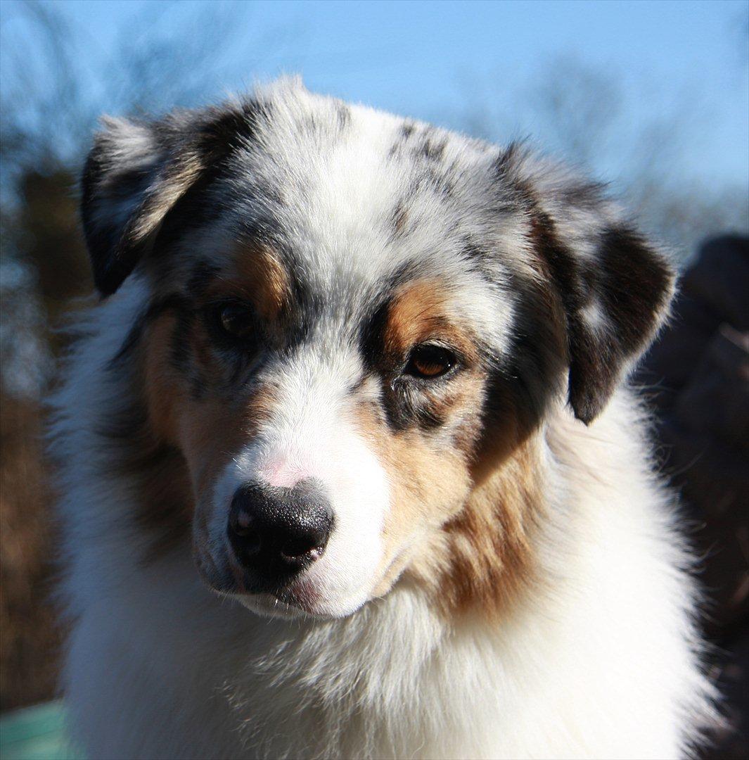 Australian shepherd Dazzle billede 3