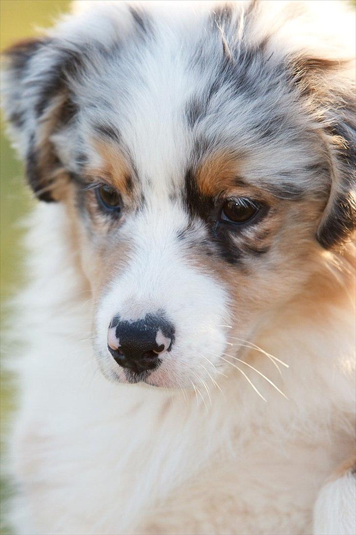 Australian shepherd Dazzle billede 1