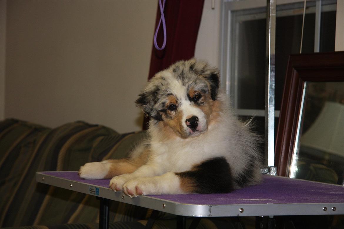 Australian shepherd Dazzle billede 5