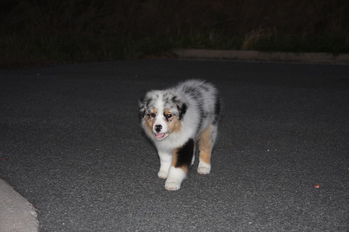 Australian shepherd Dazzle billede 6