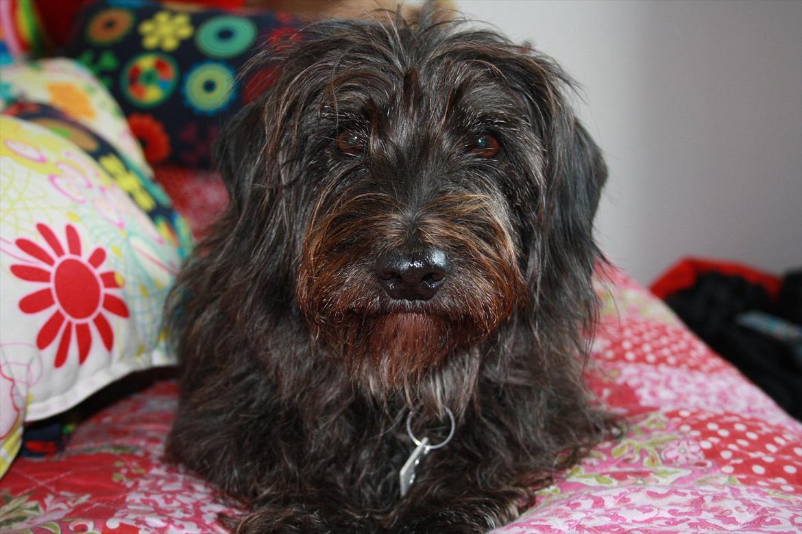 Blanding af racer Molly. billede 1