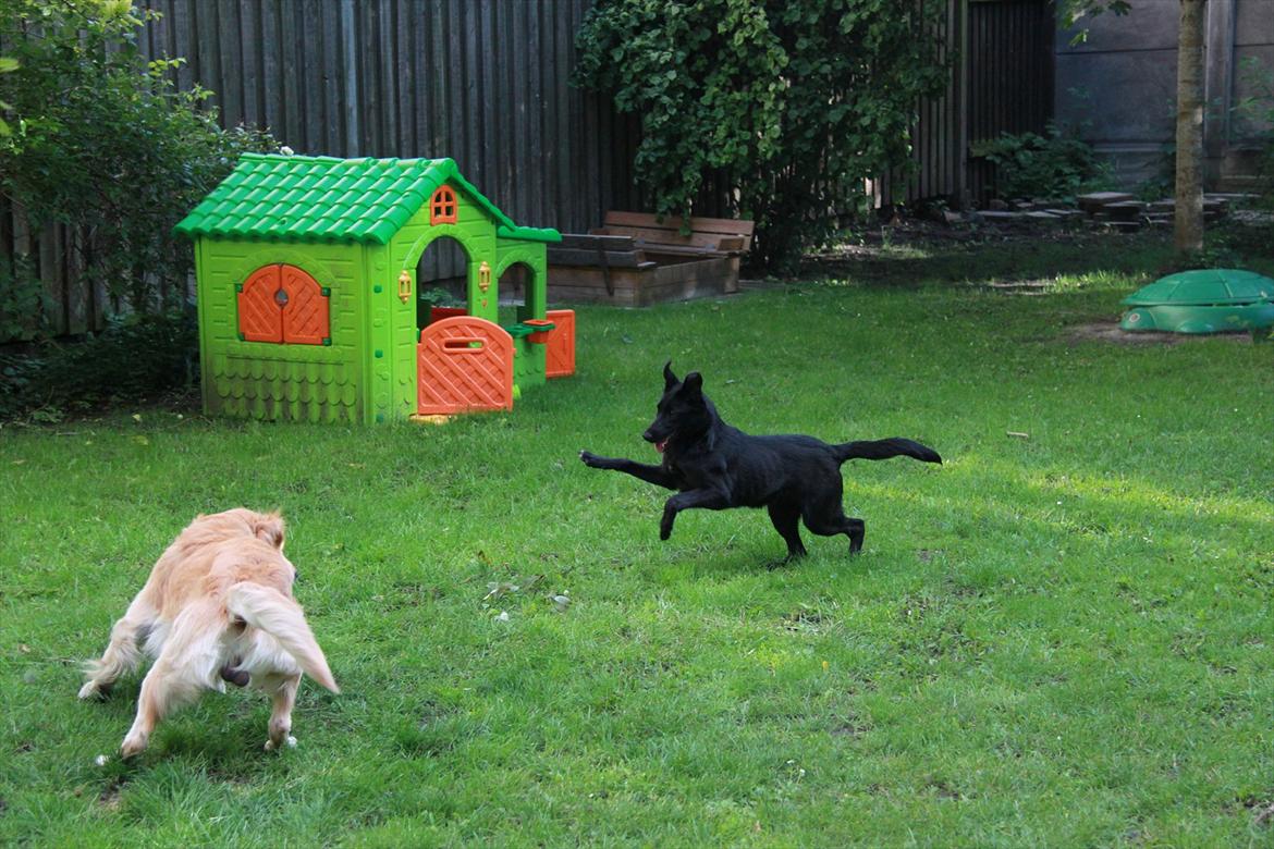 Blanding af racer Salta La Linda - leg med sin gode ven muffi billede 3