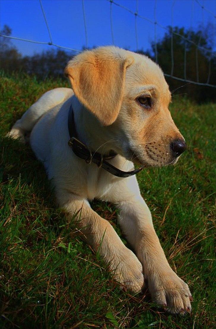 Labrador retriever Fie billede 1