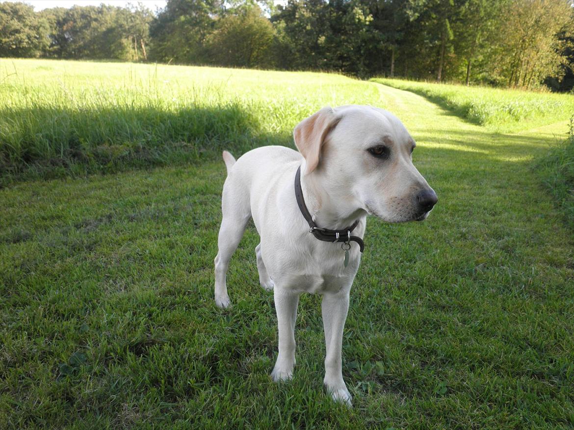 Labrador retriever Fie billede 2