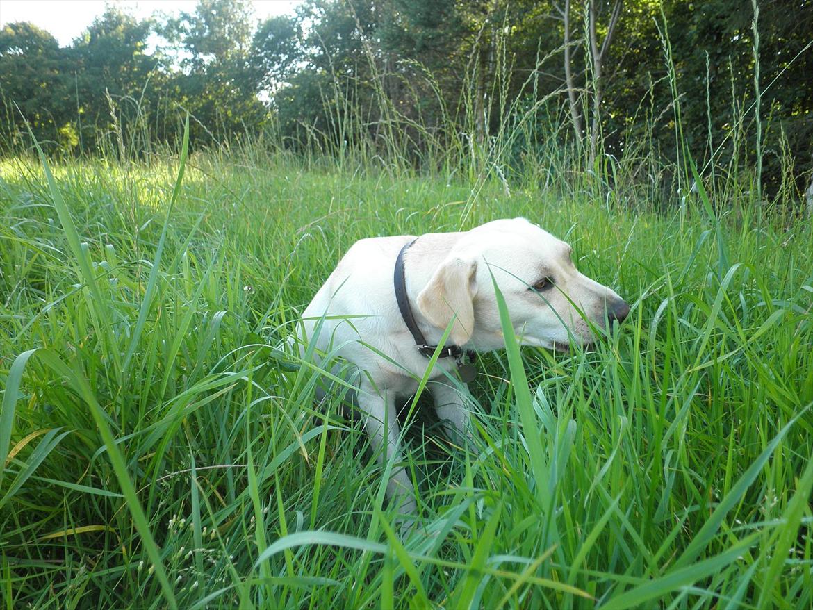 Labrador retriever Fie billede 3
