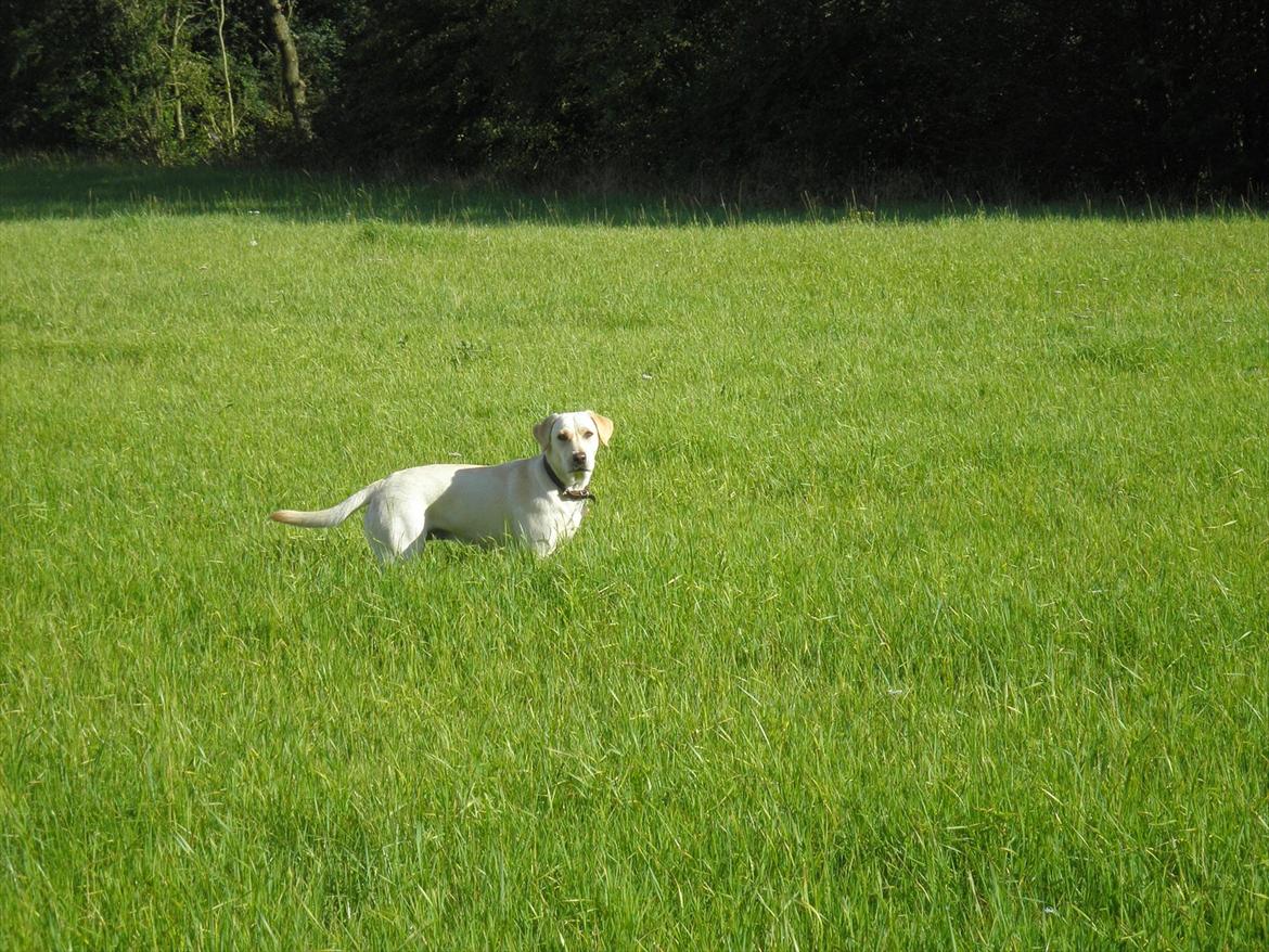 Labrador retriever Fie billede 4