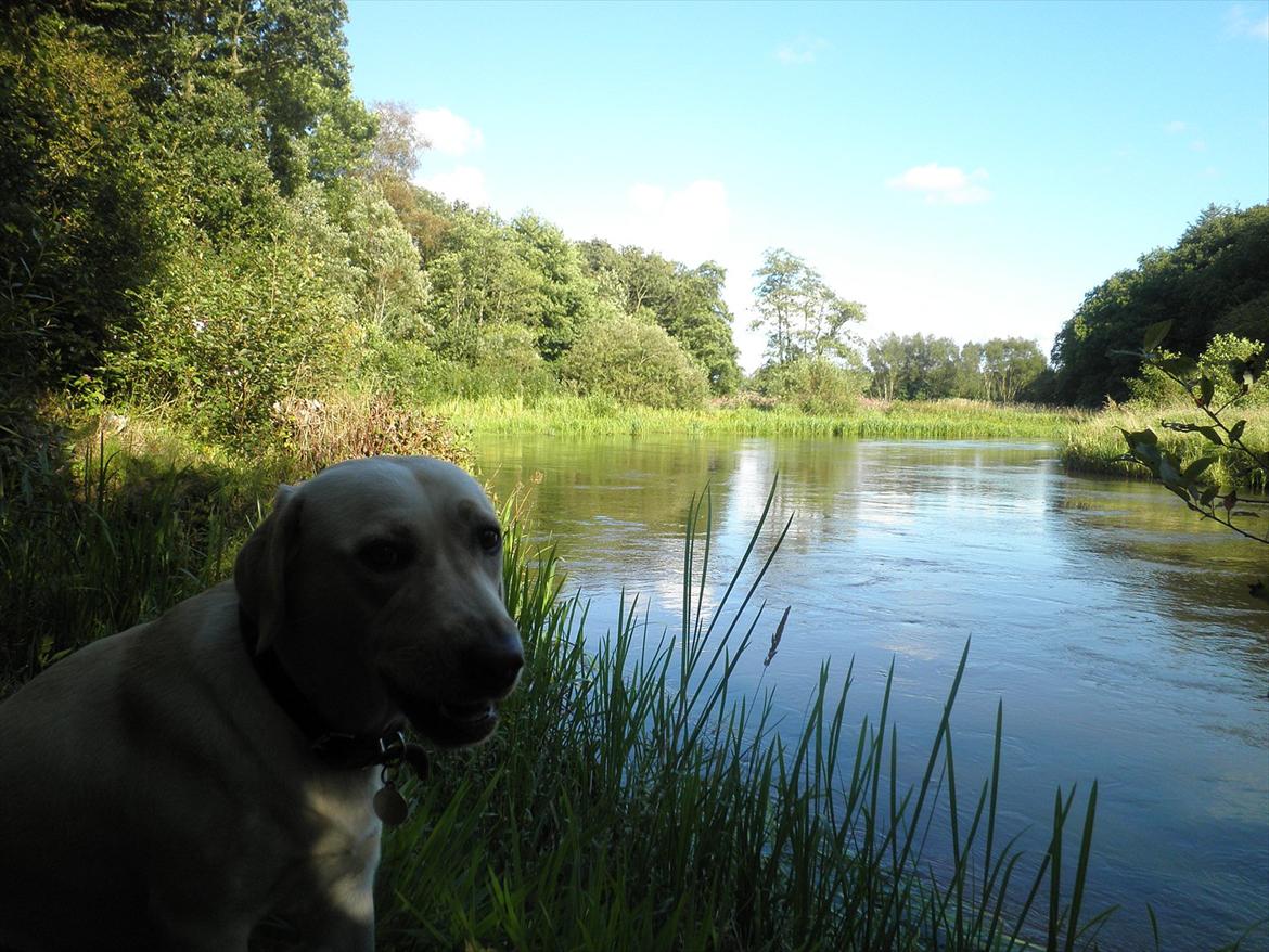 Labrador retriever Fie billede 5