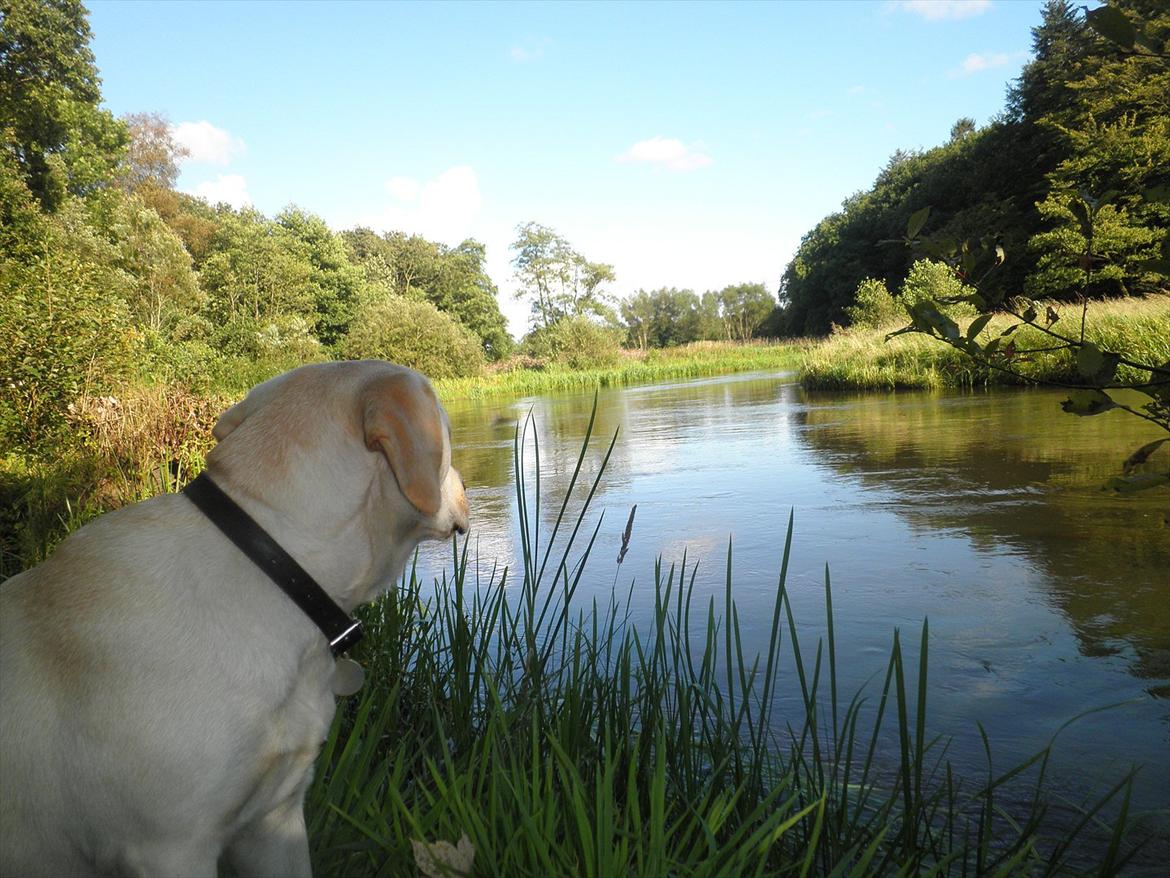 Labrador retriever Fie billede 6