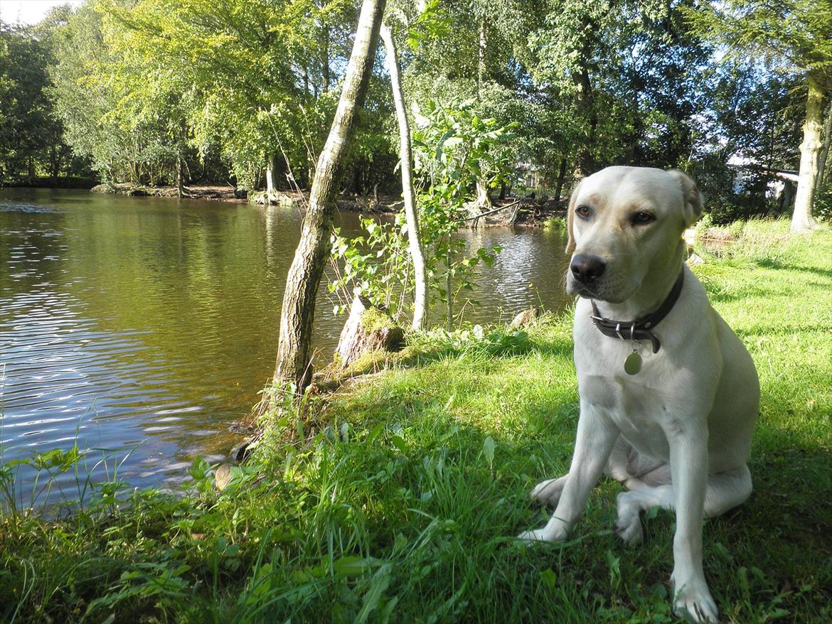Labrador retriever Fie billede 8