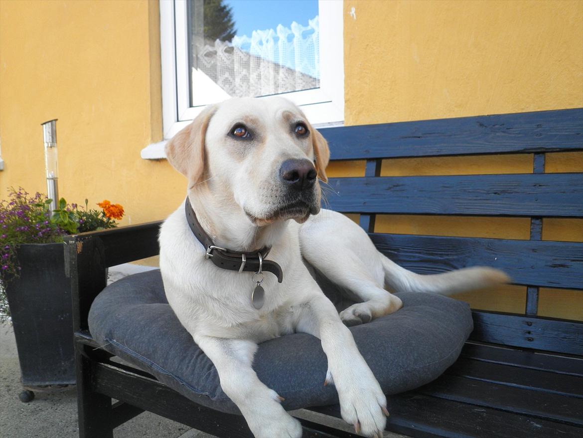 Labrador retriever Fie billede 9