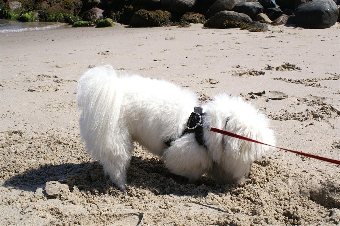 Coton de tulear Coton Jarè Emil "Bertram" billede 2