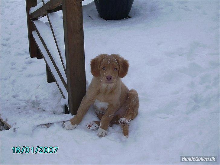 Nova scotia duck tolling retriever Simba - Simba som hvalp i sne!<3 billede 19