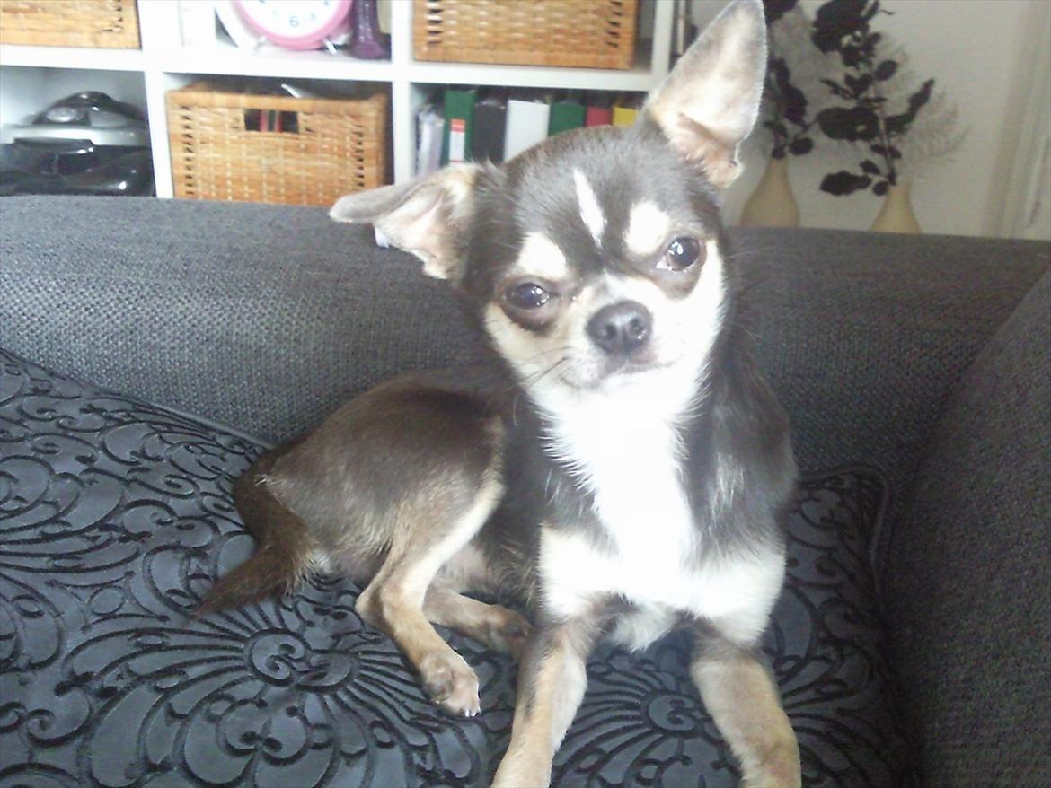 Chihuahua Over The Rainbow Of Varius Canis ** Rambo ** billede 6