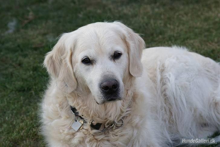 Golden retriever Balou - Man kan da ikka andet end at ELSKE dig :* billede 7