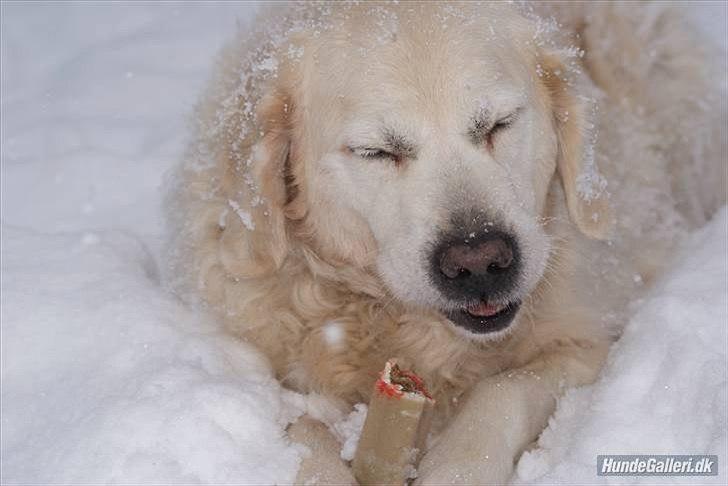 Golden retriever Balou - Så sød som han er :* billede 12