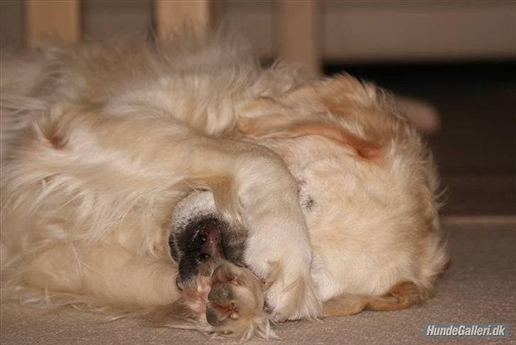 Golden retriever Balou - nejj... moar ikke nu :( xD billede 13