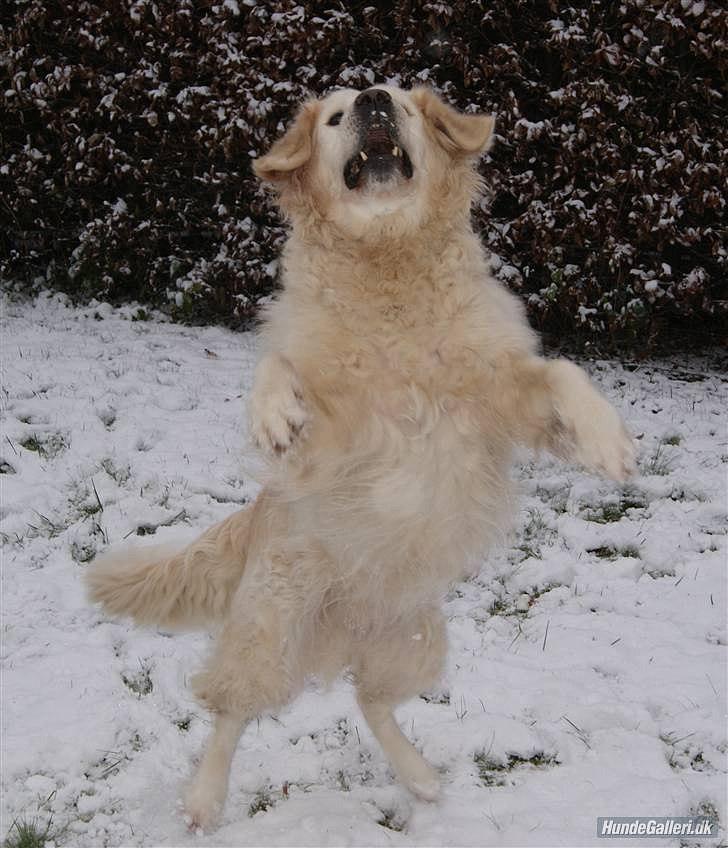 Golden retriever Balou billede 14