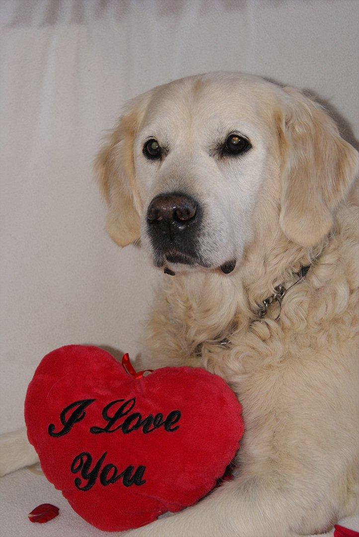 Golden retriever Balou - billedet siger det hele :* billede 10