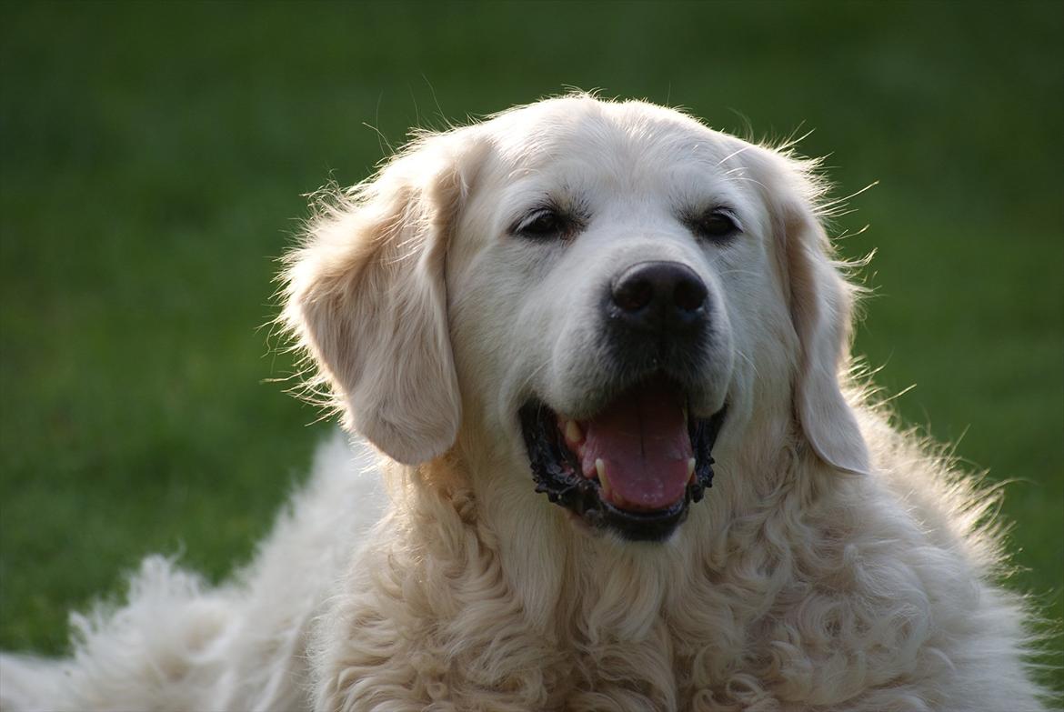 Golden retriever Balou - Du kan alt men aldrig komme ud af mit hjerte :* billede 9