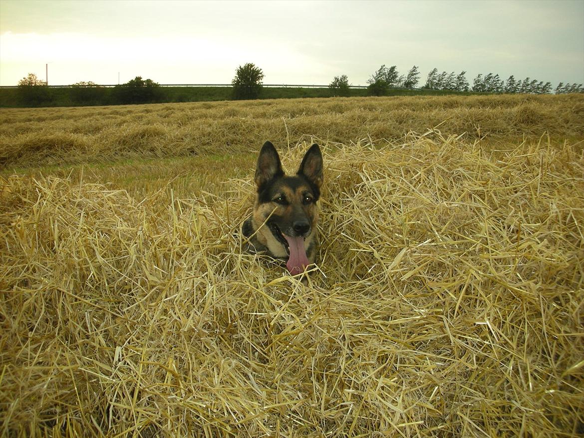 Schæferhund Sasha billede 8