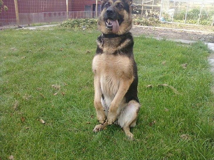 Schæferhund Sasha billede 9