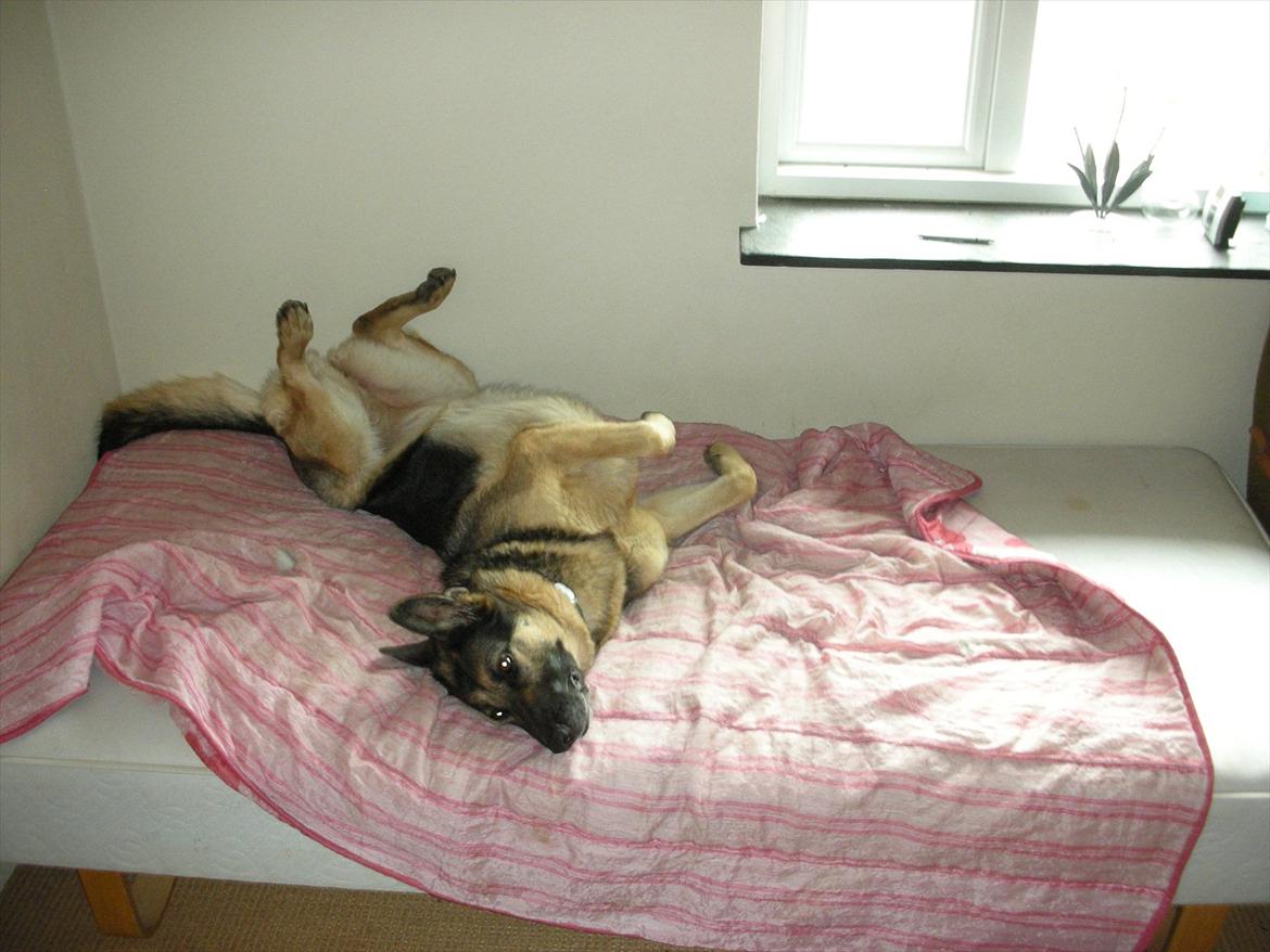 Schæferhund Sasha billede 10