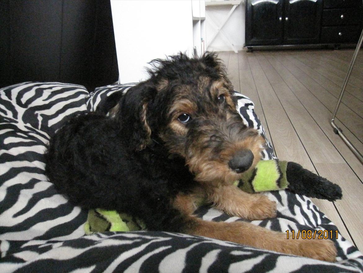 Airedale terrier Tessdale`s Magnificent prince (Ozzi) - Søde Ozzi. billede 11