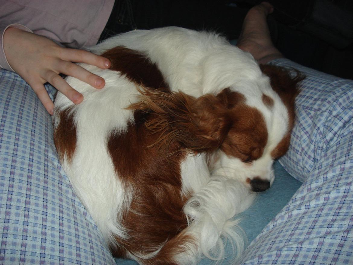 Cavalier king charles spaniel Sif - Sove tryne billede 1