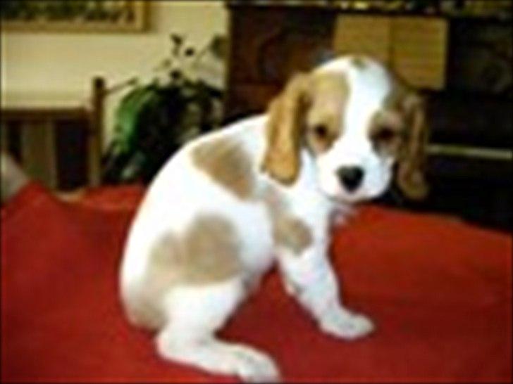 Cavalier king charles spaniel Sif billede 2