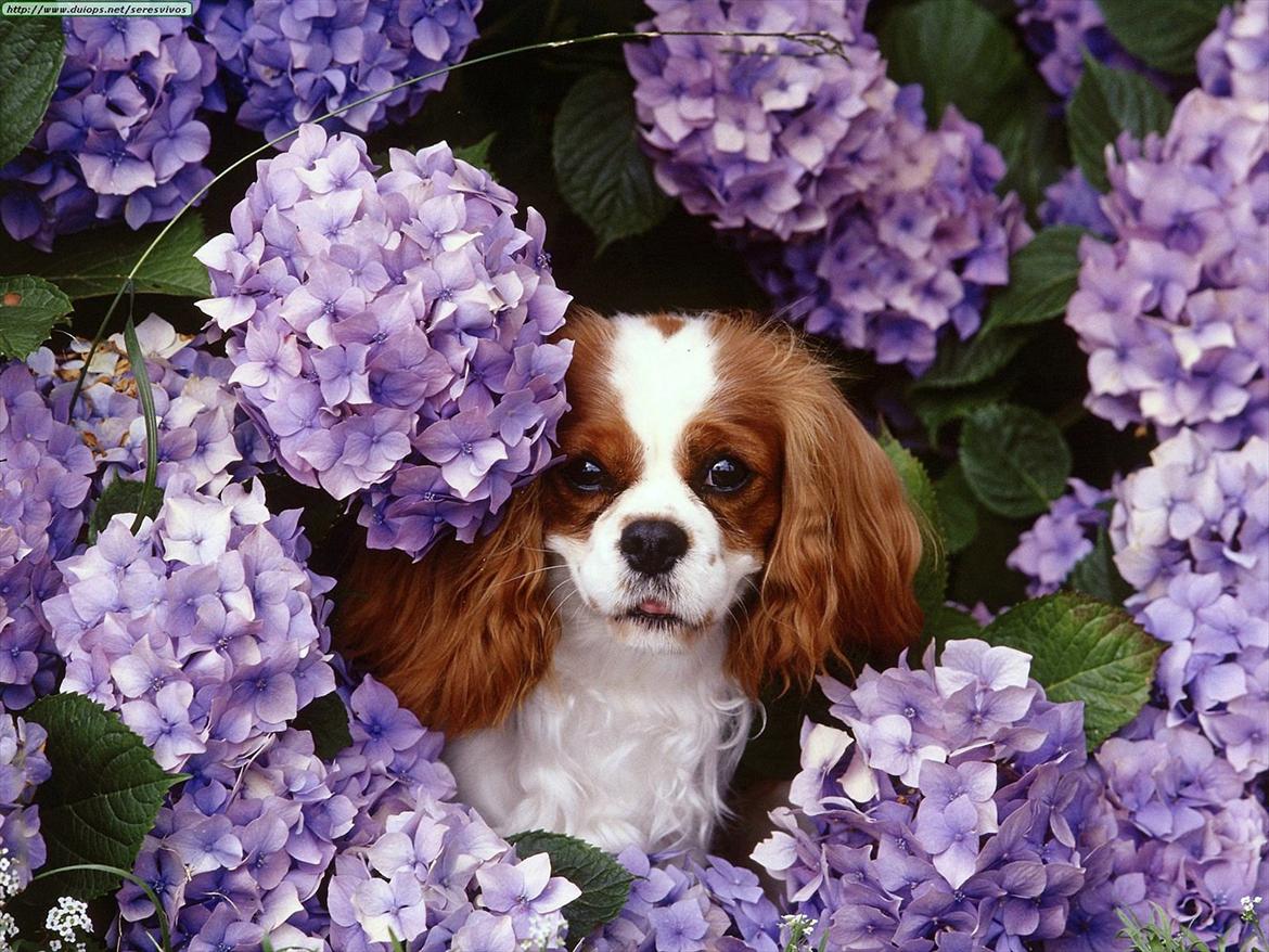 Cavalier king charles spaniel Sif billede 3
