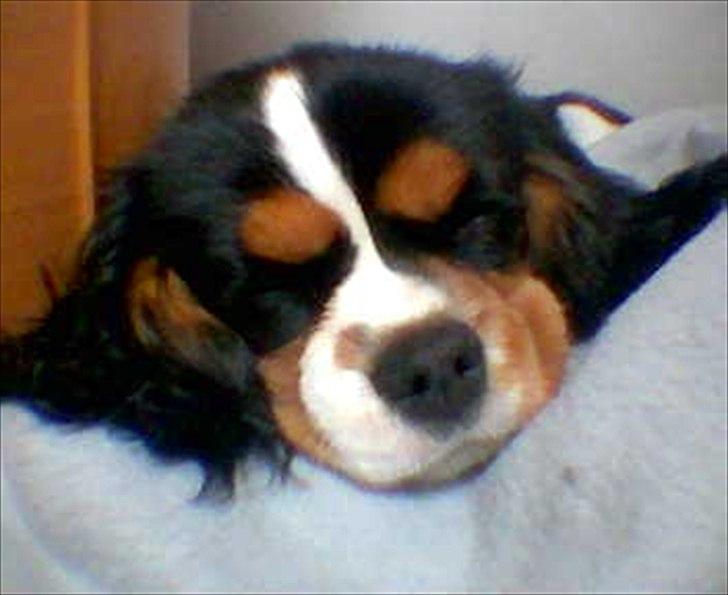 Cavalier king charles spaniel Sif billede 4