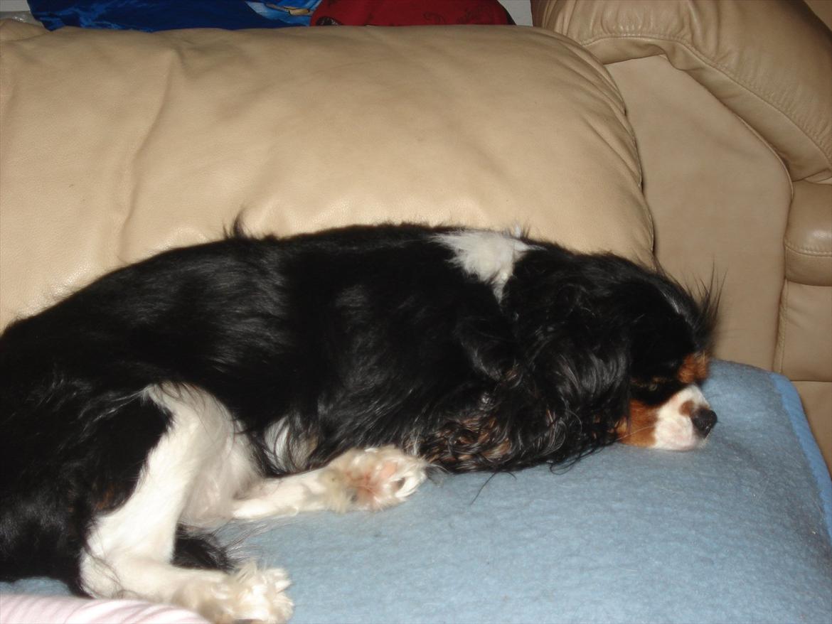 Cavalier king charles spaniel Sif - Freja er også en sove tryne billede 5