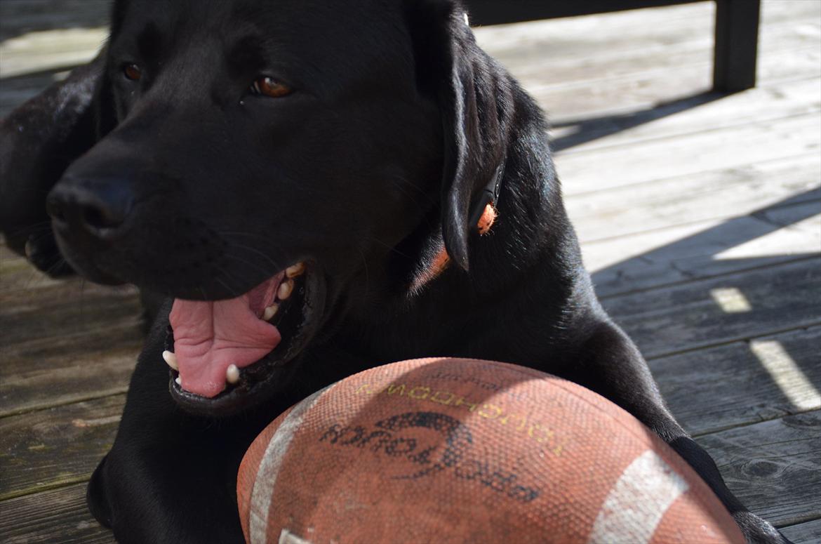 Labrador retriever Balder billede 11