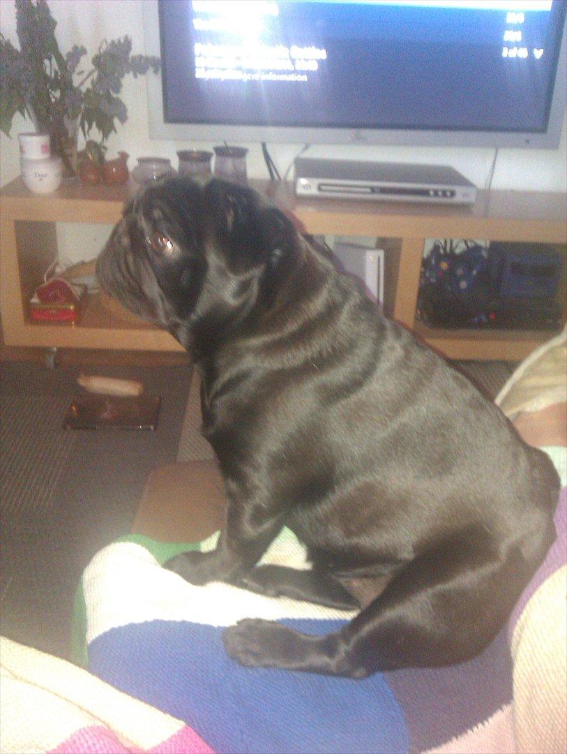 Mops Jo-jo billede 8