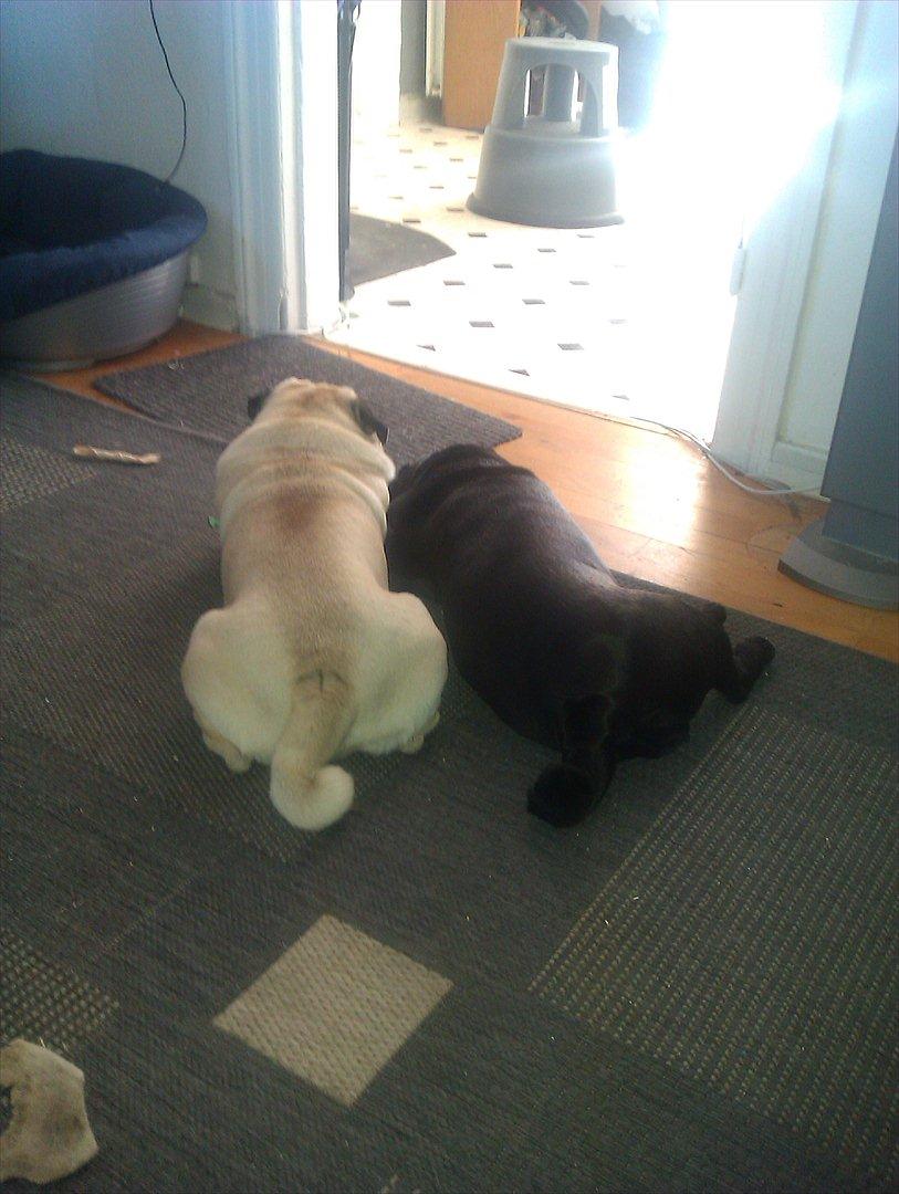 Mops Laban - Laban og Jojo ligger og soler sig i en solstribe billede 19