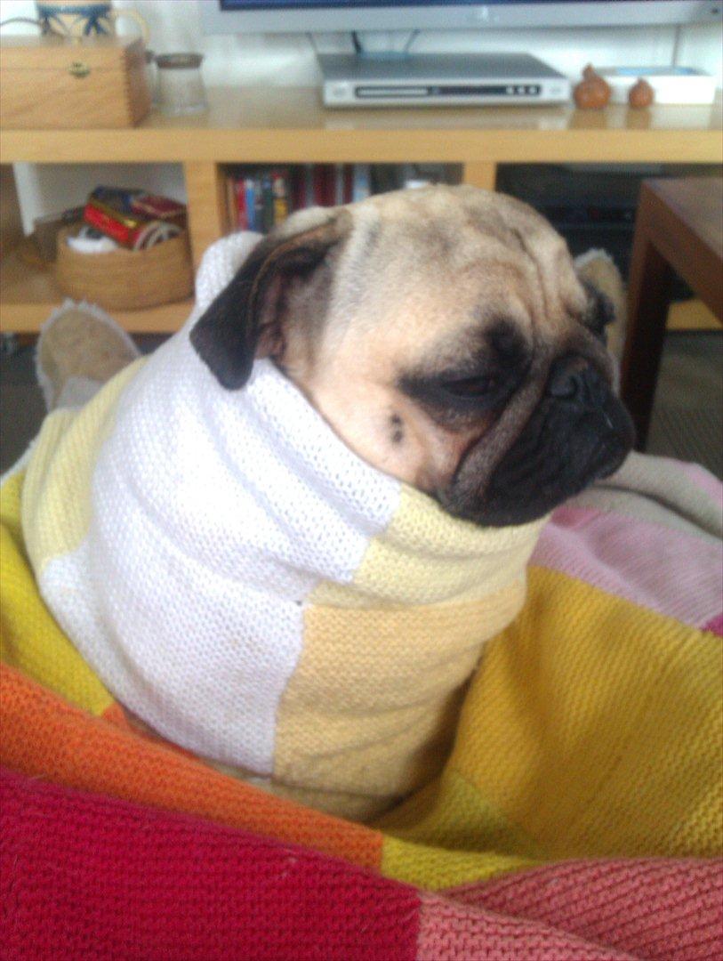 Mops Laban - Brrr  har lige været i bad og jeg fryyyser billede 20