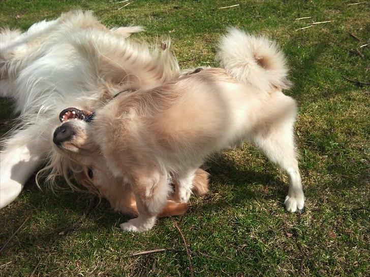 Tibetansk spaniel anton billede 18