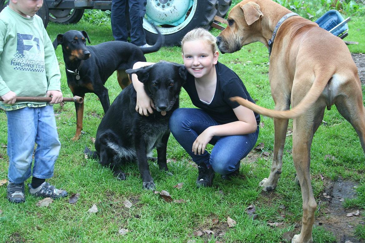 Grand danois zeus billede 3