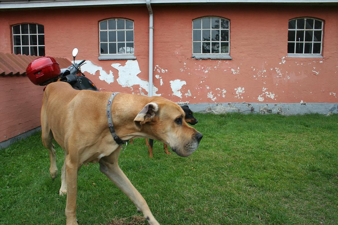 Grand danois zeus billede 4