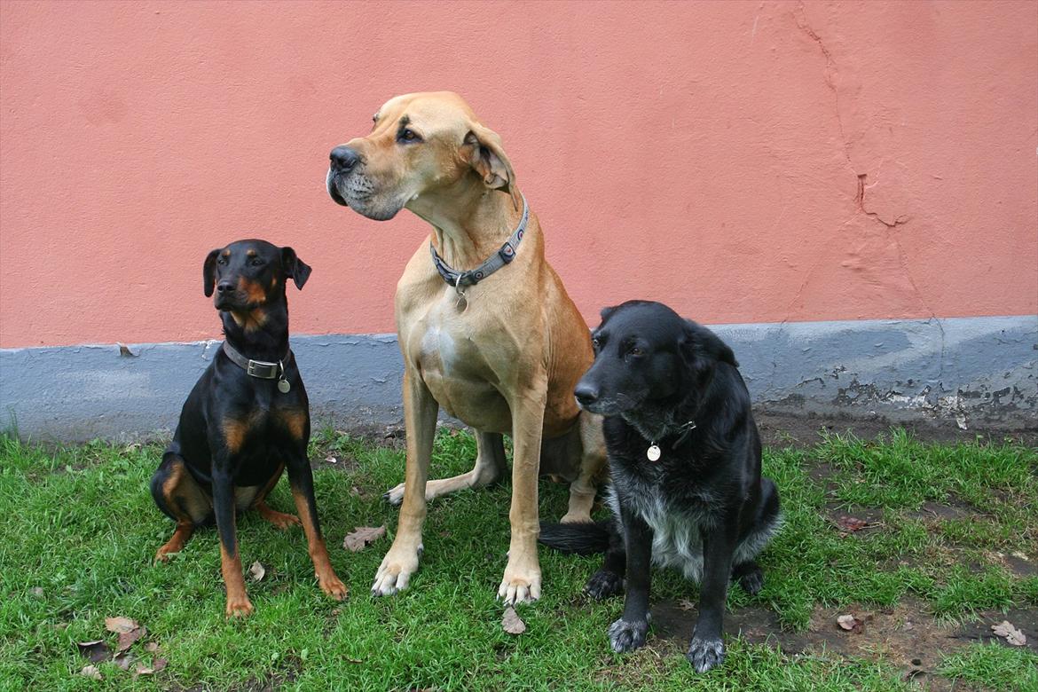 Grand danois zeus billede 5