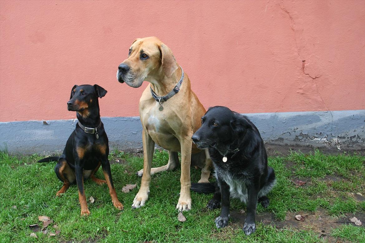 Grand danois zeus billede 6