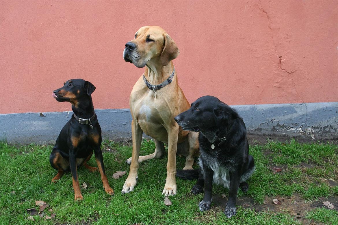 Grand danois zeus billede 7